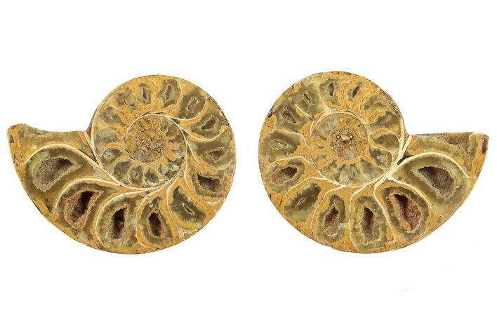 Jurassic Cut & Polished Ammonite Fossil - Madagascar #223238